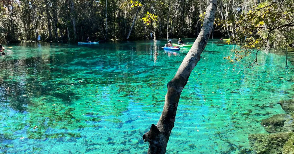 Wildlife and manatees