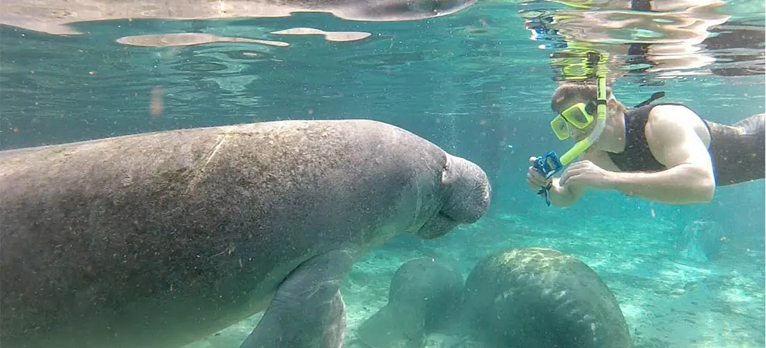 Wildlife and manatees